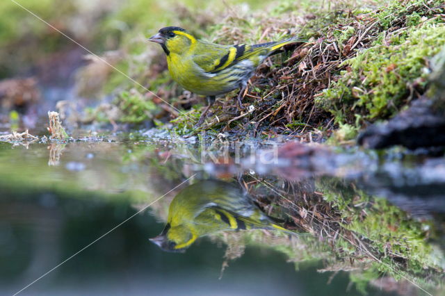 Eurasian Siskin (Carduelis spinus)