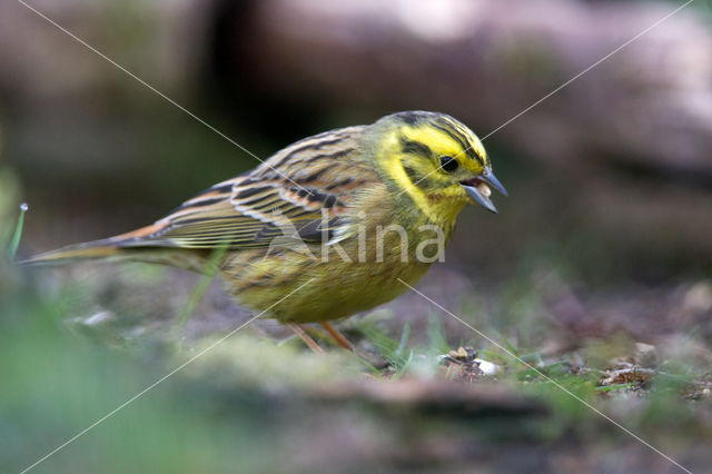 Yellowhammer (Emberiza citrinella)