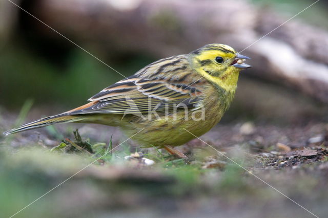 Yellowhammer (Emberiza citrinella)