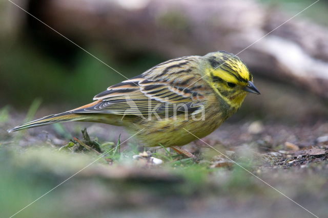 Geelgors (Emberiza citrinella)