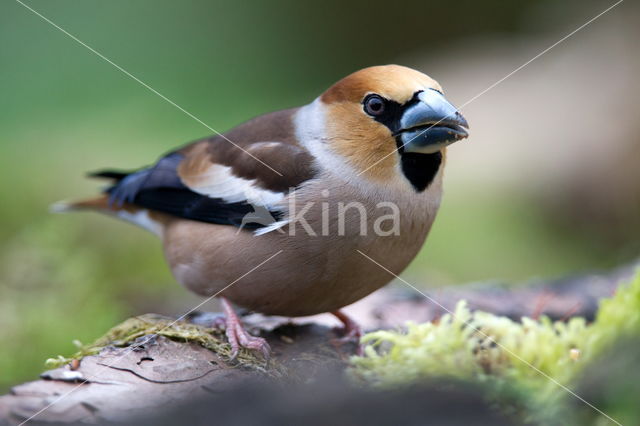 Goldfinch (Coccothraustes spec.)