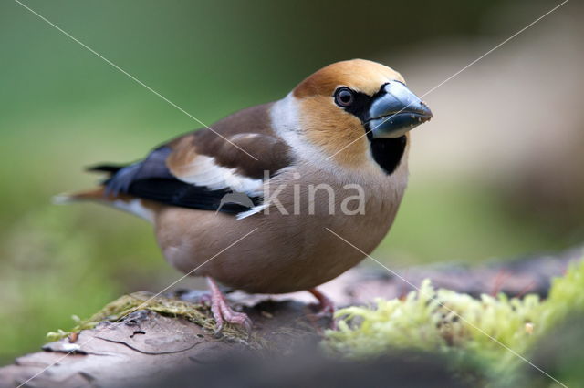 Goldfinch (Coccothraustes spec.)