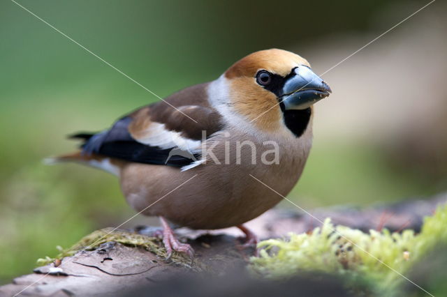 Goldfinch (Coccothraustes spec.)