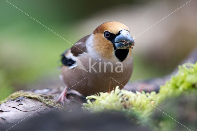 Goldfinch (Coccothraustes spec.)