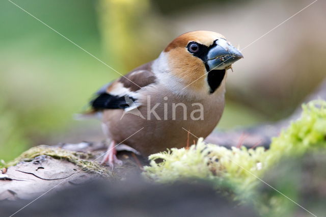 Appelvink (Coccothraustes spec.)