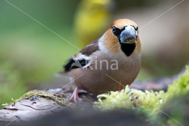 Appelvink (Coccothraustes spec.)