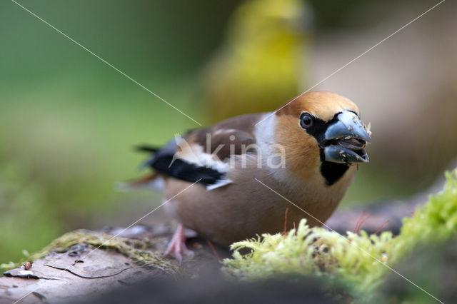 Goldfinch (Coccothraustes spec.)