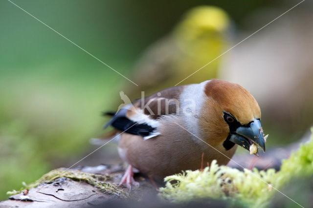 Appelvink (Coccothraustes spec.)