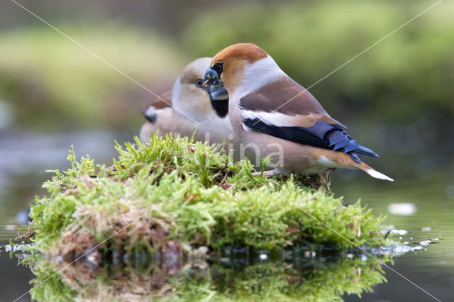 Appelvink (Coccothraustes spec.)