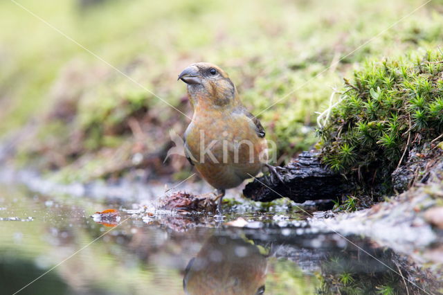 Red Crossbill (Loxia curvirostra)