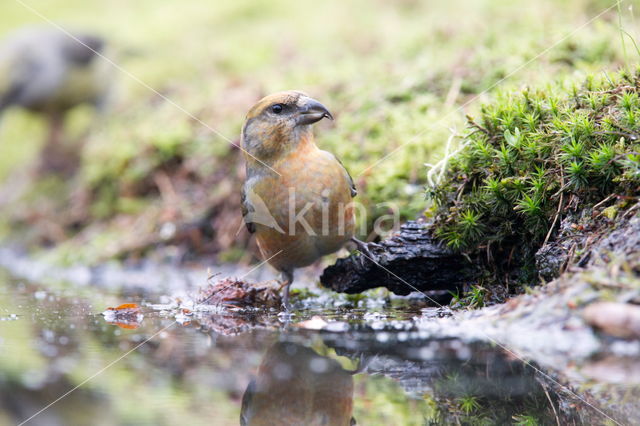 Red Crossbill (Loxia curvirostra)