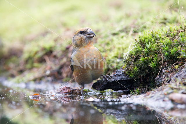 Red Crossbill (Loxia curvirostra)