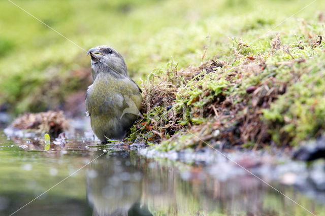 Red Crossbill (Loxia curvirostra)