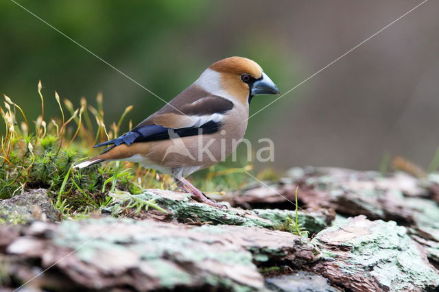 Goldfinch (Coccothraustes spec.)