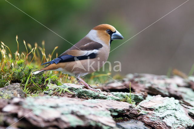 Appelvink (Coccothraustes spec.)