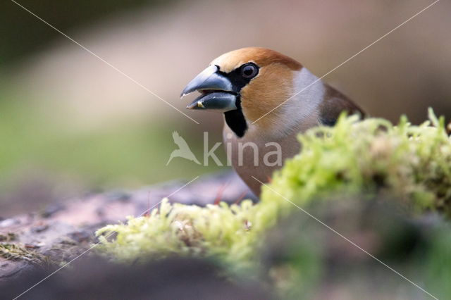 Appelvink (Coccothraustes spec.)