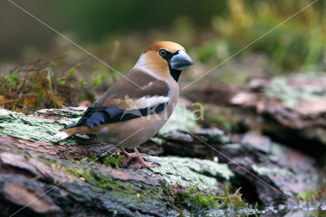 Goldfinch (Coccothraustes spec.)