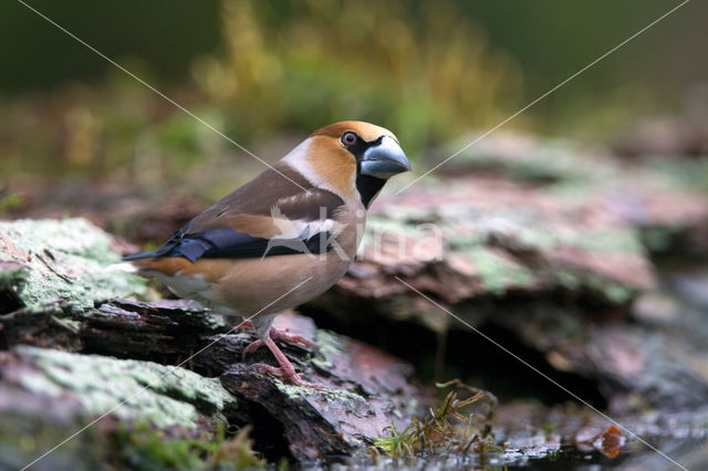 Goldfinch (Coccothraustes spec.)