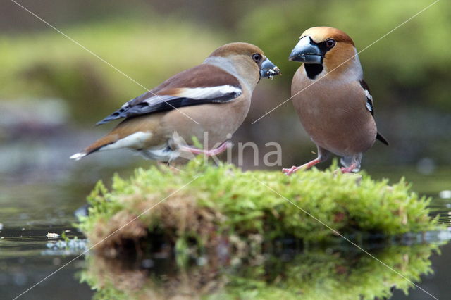 Goldfinch (Coccothraustes spec.)