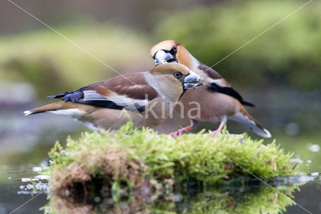 Appelvink (Coccothraustes spec.)