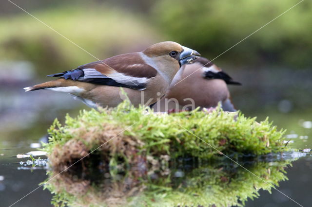 Appelvink (Coccothraustes spec.)