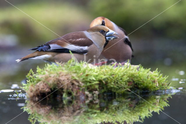 Appelvink (Coccothraustes spec.)