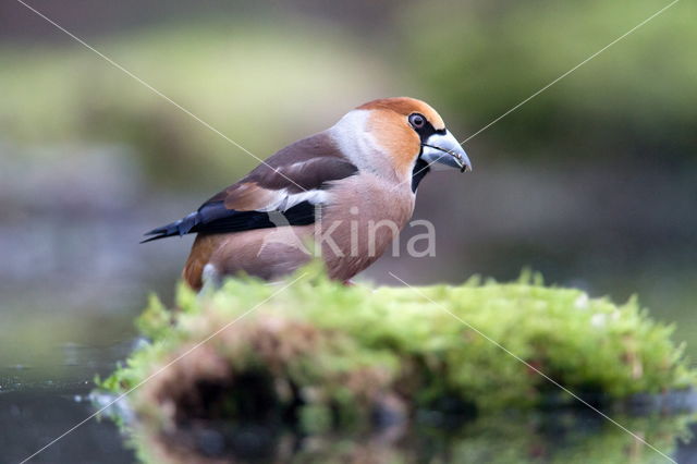 Appelvink (Coccothraustes spec.)