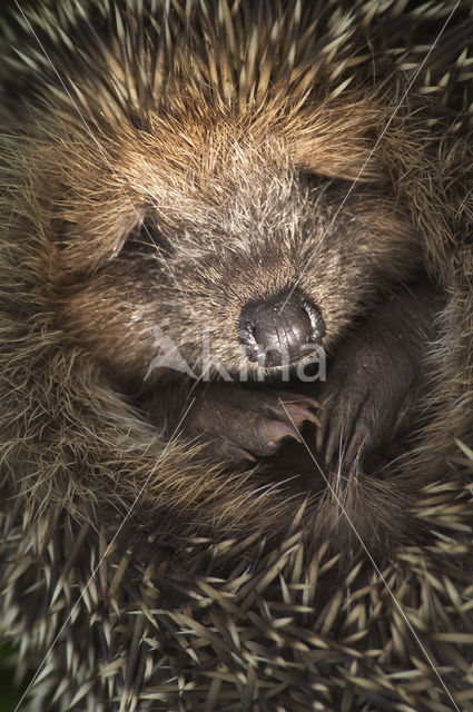 Hedgehog (Erinaceus europaeus)