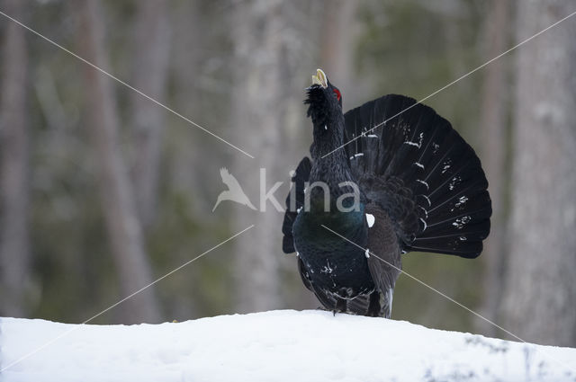 Eurasian Capercaillie (Tetrao urogallus)