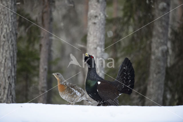 Eurasian Capercaillie (Tetrao urogallus)