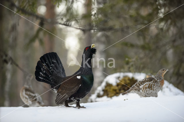 Eurasian Capercaillie (Tetrao urogallus)