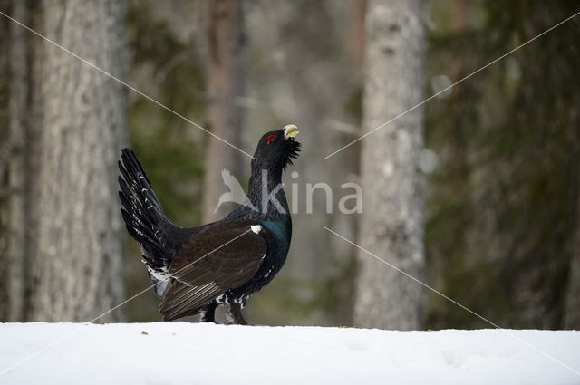 Eurasian Capercaillie (Tetrao urogallus)