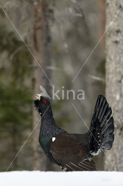 Eurasian Capercaillie (Tetrao urogallus)