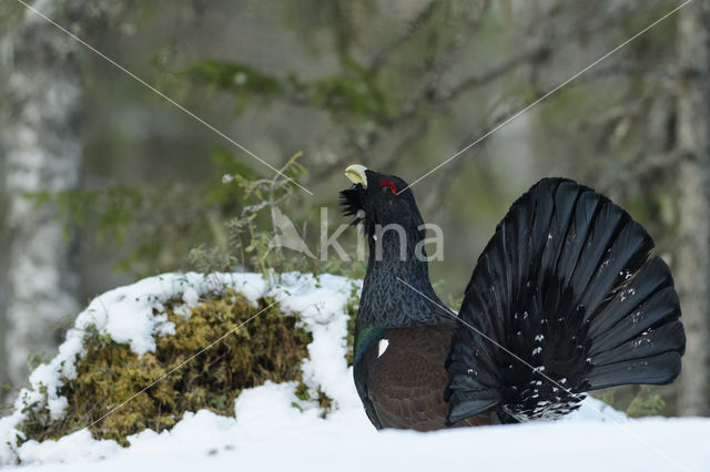 Eurasian Capercaillie (Tetrao urogallus)