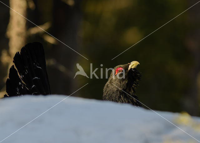 Eurasian Capercaillie (Tetrao urogallus)