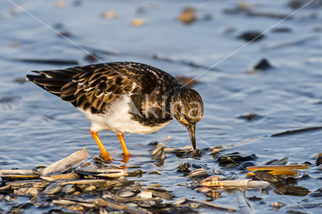 Steenloper (Arenaria interpres)