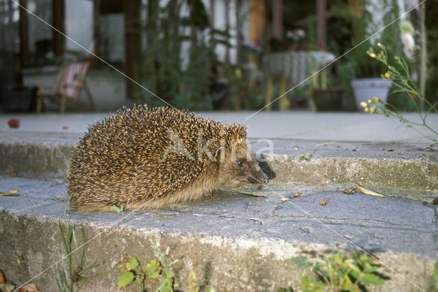 Hedgehog (Erinaceus europaeus)