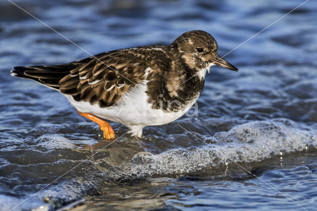 Steenloper (Arenaria interpres)