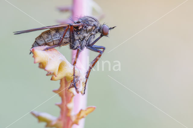 Dansvlieg (Empis tessellata)