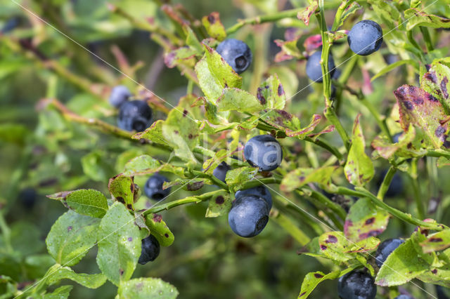 Blauwe bosbes (Vaccinium myrtillus)