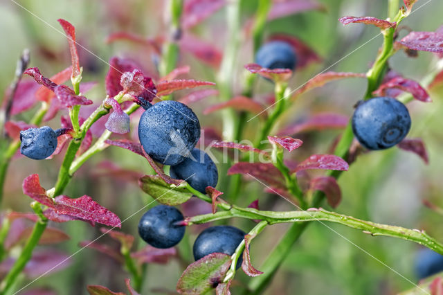 Blauwe bosbes (Vaccinium myrtillus)