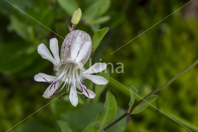 Bladder Campion (Silene vulgaris)