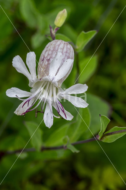 Bladder Campion (Silene vulgaris)