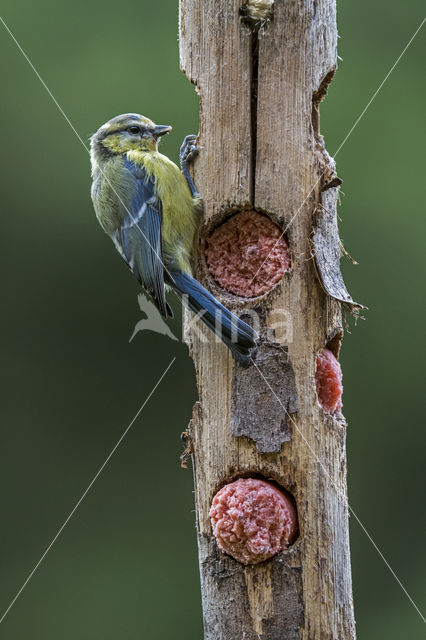 Blue Tit (Parus caeruleus)