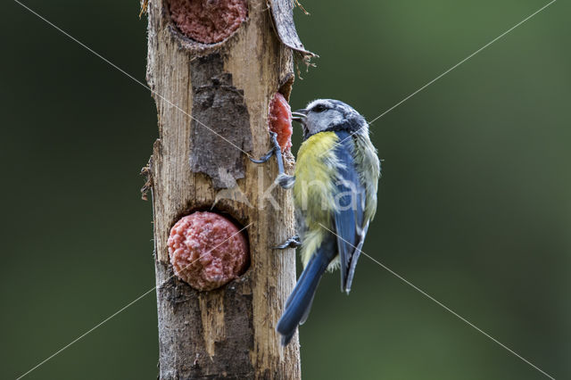 Blue Tit (Parus caeruleus)