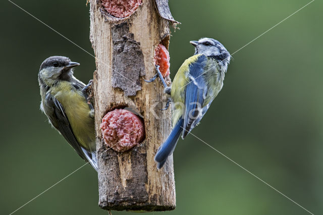 Blue Tit (Parus caeruleus)