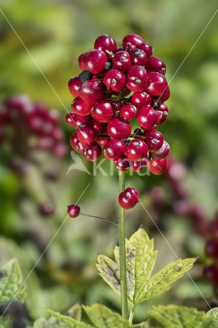 Baneberry / Herb Christopher (Actaea spicata)