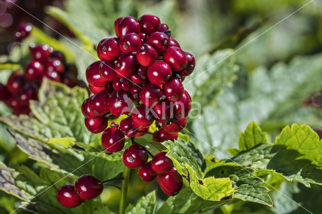 Baneberry / Herb Christopher (Actaea spicata)