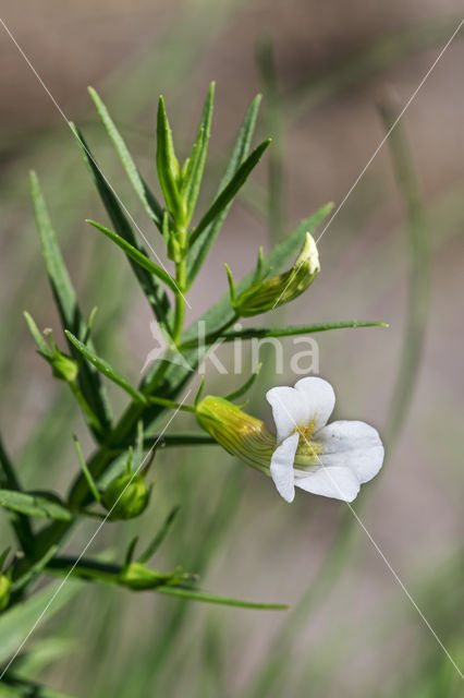 Genadekruid (Gratiola officinalis)