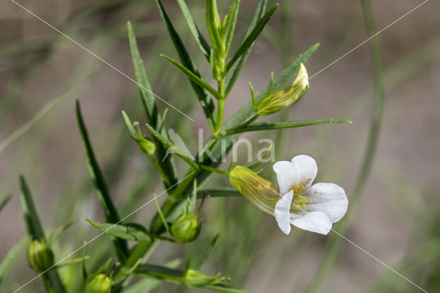 Genadekruid (Gratiola officinalis)